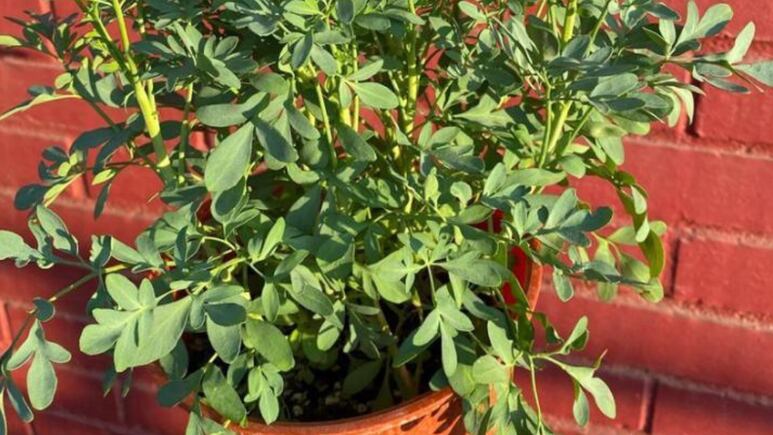 Reproduce la planta de ruda con este truco RÁPIDO de jardinería