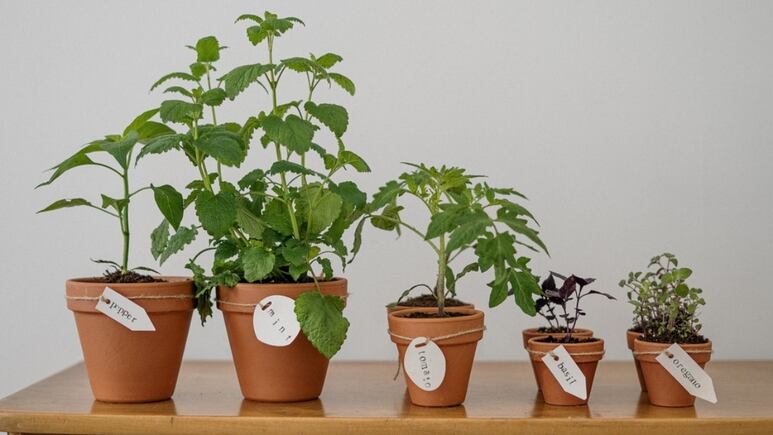 5 plantas medicinales con las que puedes hacer un jardín de té en tu propia casa
