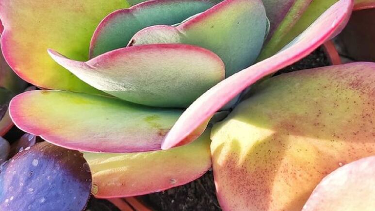 Suculenta Kalanchoe Arcoíris, la planta mágica que necesitas en tu casa para decorar este fin de año (FOTOS)