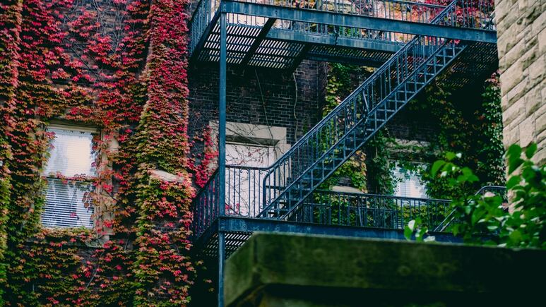 ¿Cansada de qué tus flores se marchiten? Top 3 de las plantas que Sí florecen en otoño