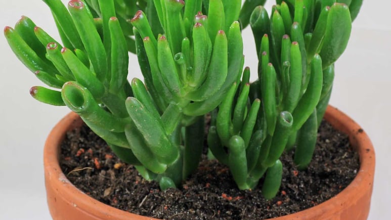 Suculentas 'orejas de Shrek': ¿Cómo reproducir y cómo decorar tu hogar con estas plantas de interior?
