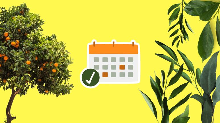 Fechas de otoño para podar árboles frutales. Foto: Canva