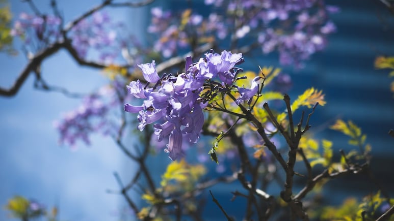 Conoce los beneficios de la jacaranda en la piel y el cuerpo