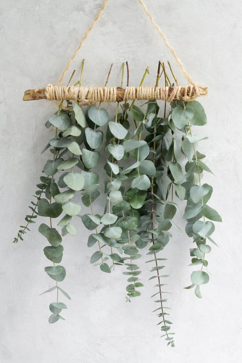 Ceropegia Woodii
