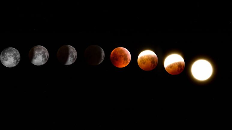 ¿En qué fase de la Luna florecen tus flores y crecerán tus plantas o suculentas?