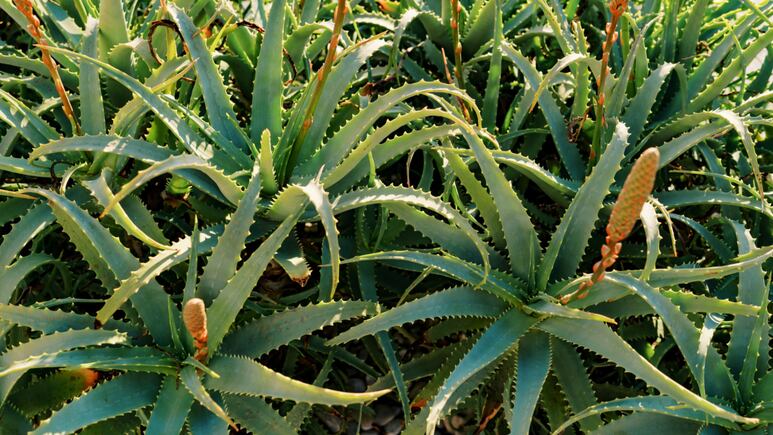 Flor anaranjada del aloe vera en primer plano