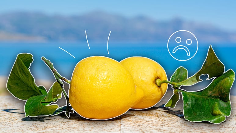 hojas arrugadas en un limonero bajo la luz del sol