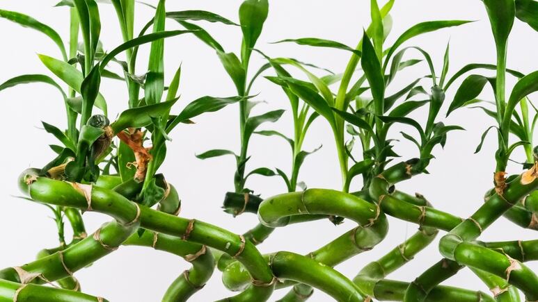 Plantas: ¿Cómo cuidar el bambú de la suerte para que crezca sano y bonito?