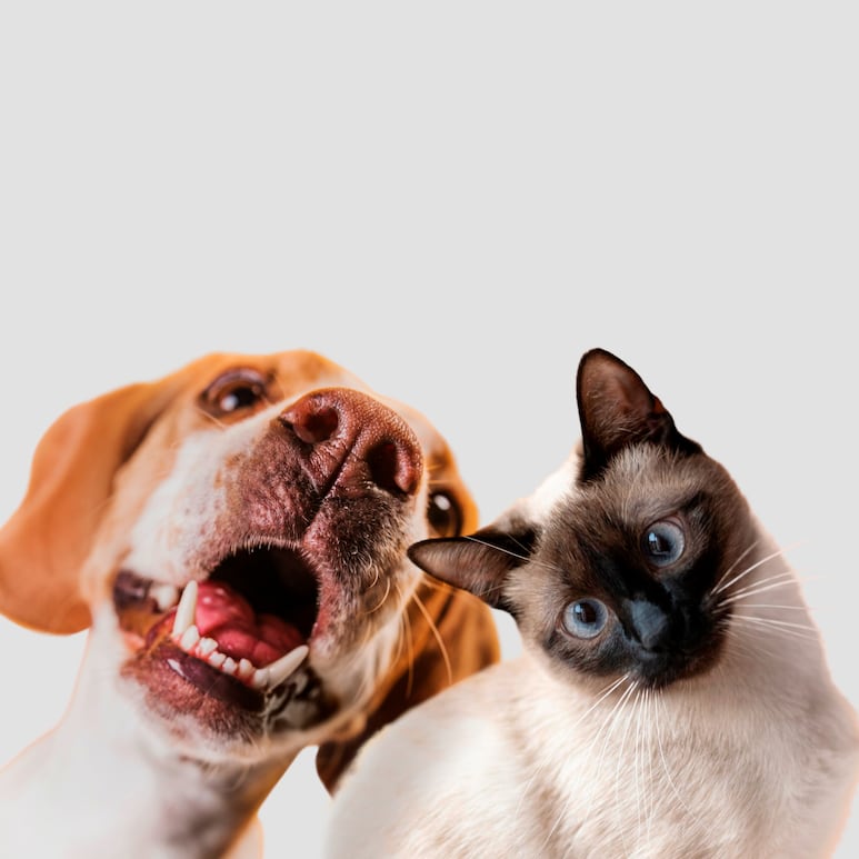 perro y gastos