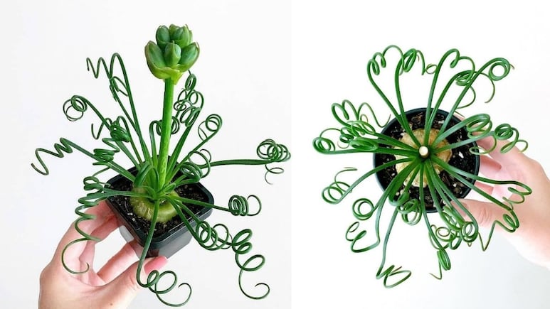 Albuca Spiralis: La suculenta espiral que todo ‘plant lover’ ama