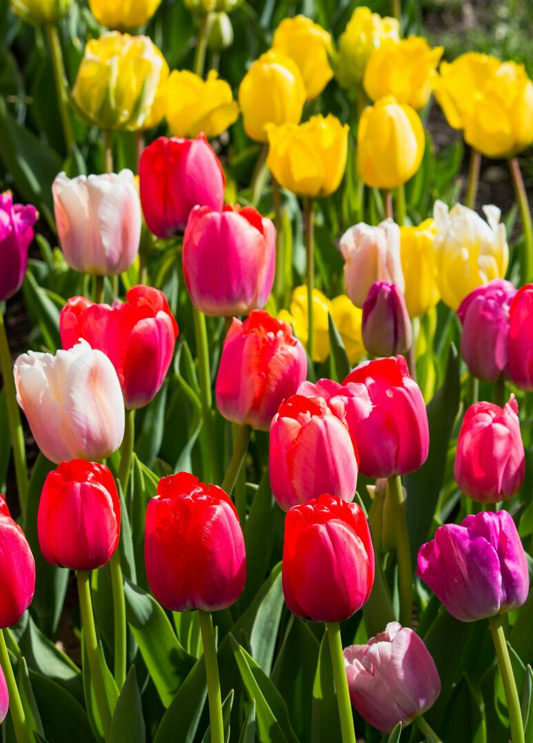 Tulipanes