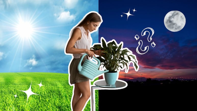 regar plantas
