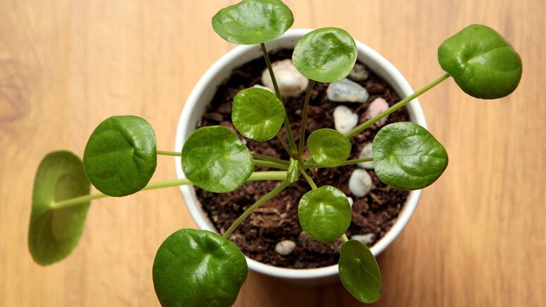 Plantas de la suerte: 3 hierbas aromáticas que sirven para atraer el dinero y la prosperidad