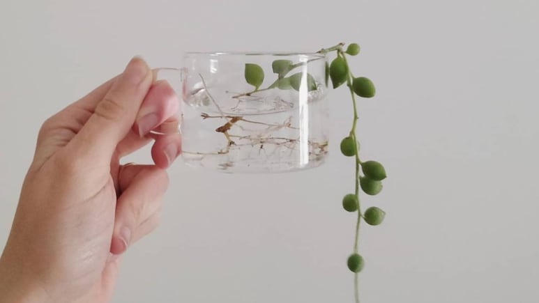 Planta rosario con hojas arrugadas: truco de jardinería para revivirla