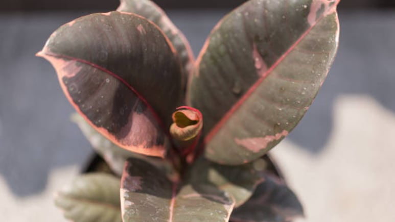 Ficus Ruby jardinería otoño