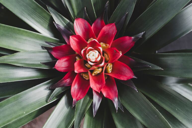 bromelias