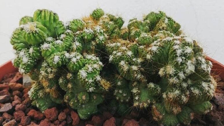 Plantas: Cactus monstruo, la decoración que no debe faltar en tu casa y ofrenda el Día de Muertos (FOTOS)