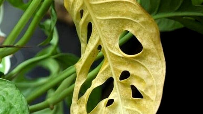 ¿Cómo recuperar MONSTERA por exceso de agua? 3 TIPS para salvar a tu planta con hojas amarillas