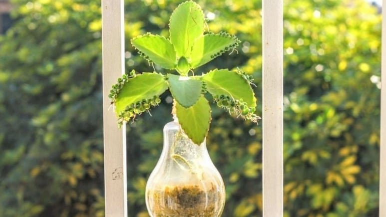 Plantas de interior: Kalanchoe Laetivirens, la suculenta más fácil de reproducir y que te encantará