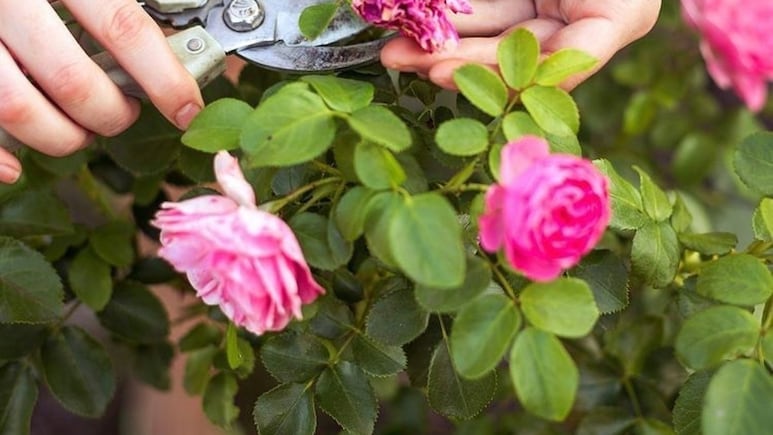 Plantas de sol: 5 cuidados básicos para que las rosas no se sequen y se marchiten