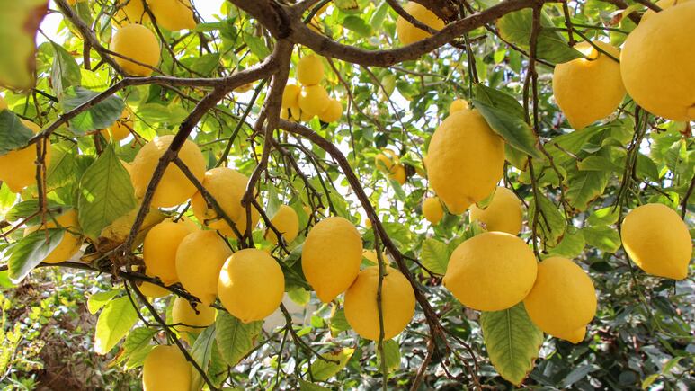 hojas arrugadas en un limonero bajo la luz del sol