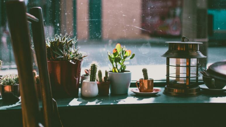 El remedio casero de pimienta que acaba por completo con los bichos en tus plantas