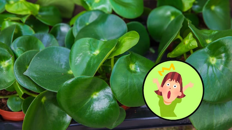 propagar-peperomia-corazon-maria-planta-ultra-frondosa