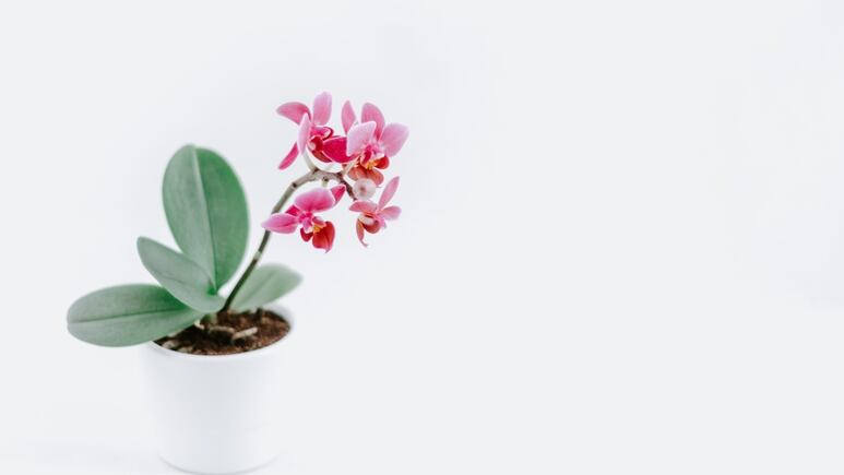 Plantas: 4 flores que puedes cultivar en maceta FÁCIL y crecen RÁPIDO
