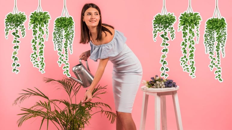 Plantas colgantes
