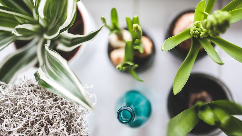 ¡Adiós pesadillas! Estas plantas de interior y hierbas aromáticas te ayudarán a dormir mejor