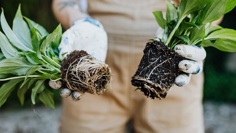 Las semillas con las que podrás enraizar todas tus plantas de interior