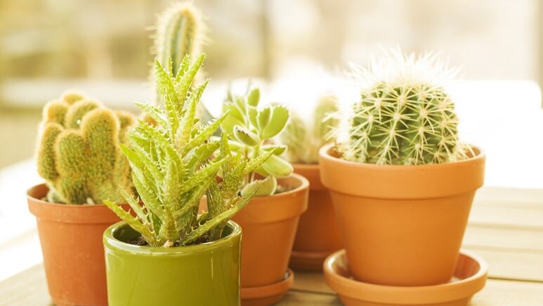 Plantas de sol: ¿Cómo cuidar las suculentas y cactus con agua mineral para que crezcan rápido?