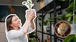 Plantas florecer
