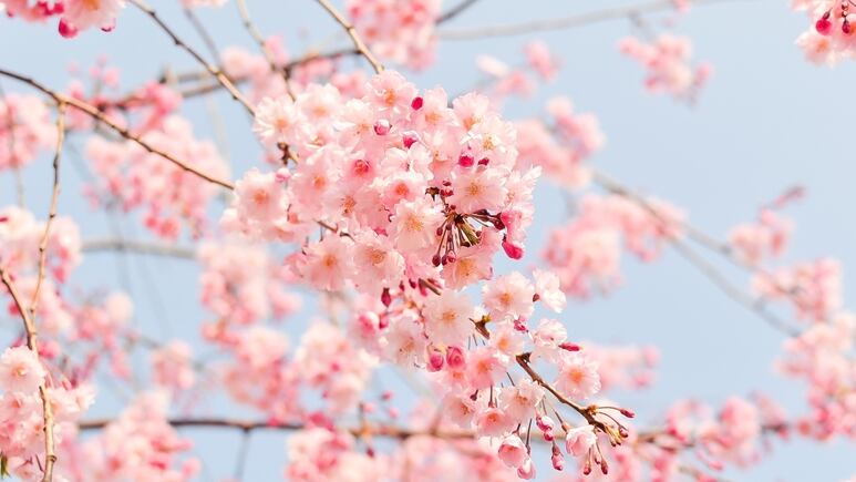 5 flores japonesas perfectas para decorar tu casa que te encantarán por sus colores y significados
