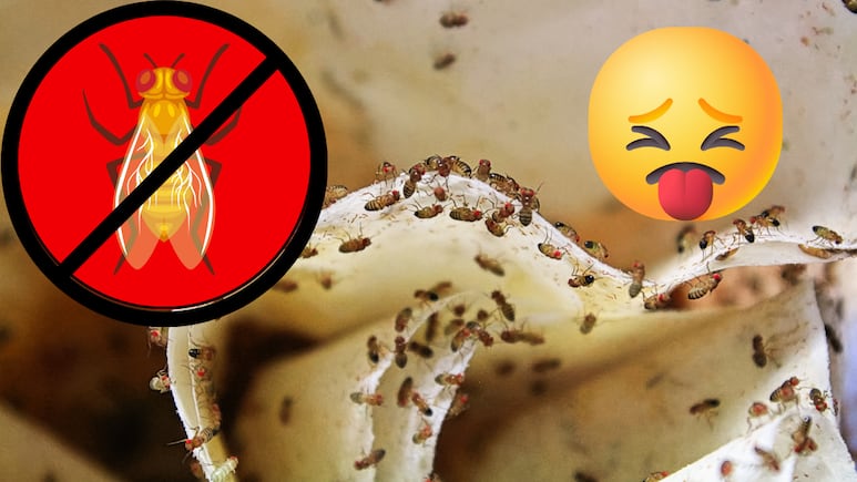 Cómo eliminar las moscas de la fruta de forma natural trucos caseros que sí funcionan