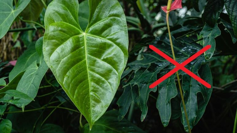 3 errores de jardinería que pueden marchitar tu Anturio