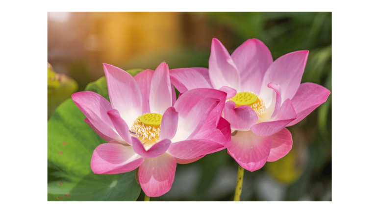 Flores según el mes de nacimiento