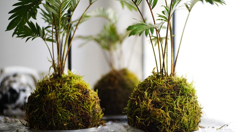 Plantas y suculentas: ¿Cómo revivir un kokedama FÁCIL y RÁPIDO?