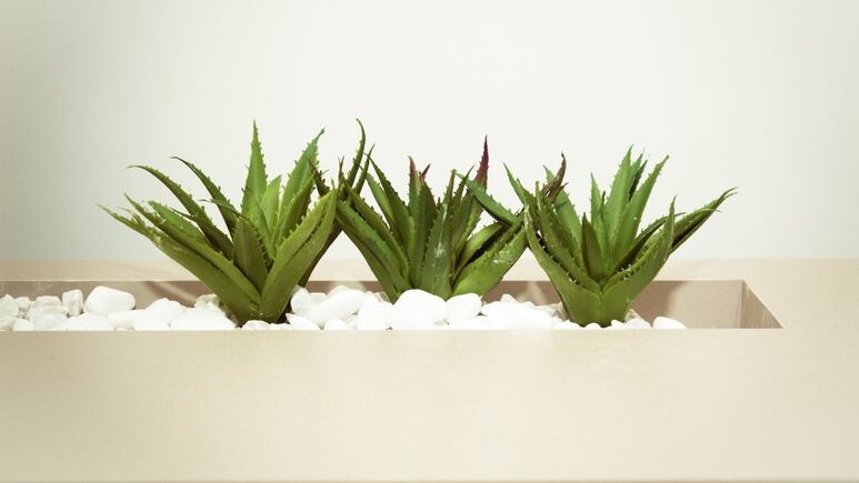 3 suculentas que florecen y crecen durante el verano
