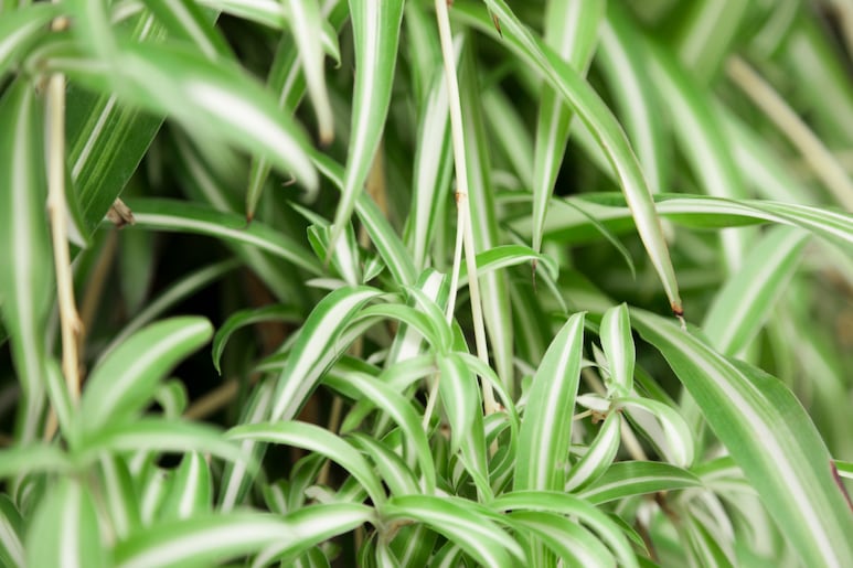 planta citronela