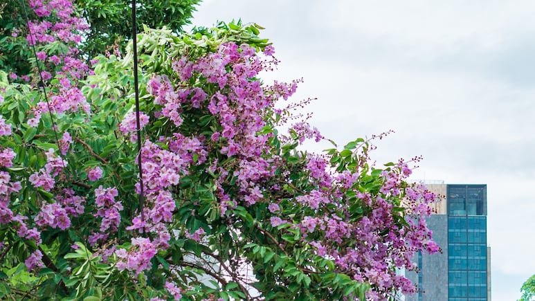 Árbol de Júpiter: 3 cuidados claves para hacerlo crecer y florecer