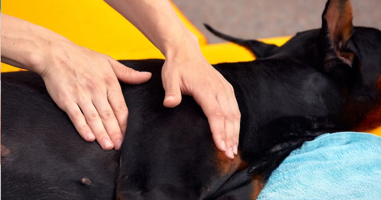 reiki animales