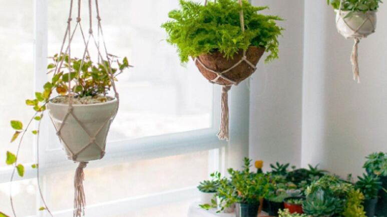 ¿Cuáles son las plantas colgantes más resistentes al sol de verano?