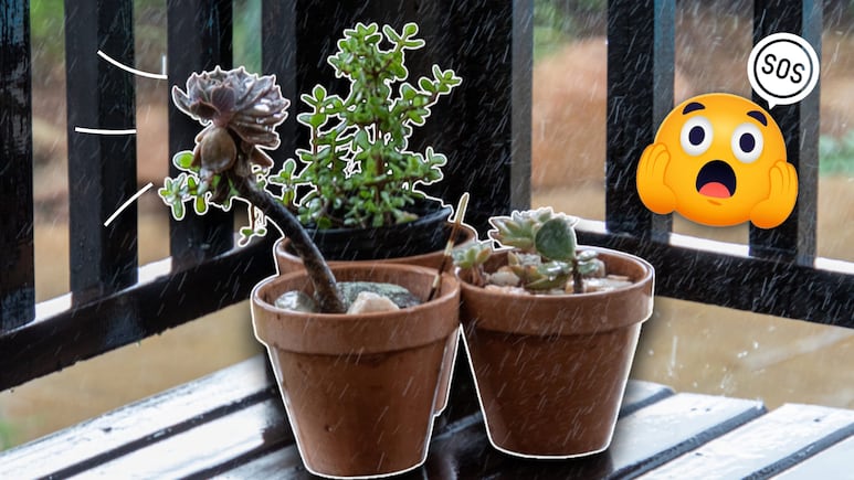 plantas con exceso de agua por lluvias