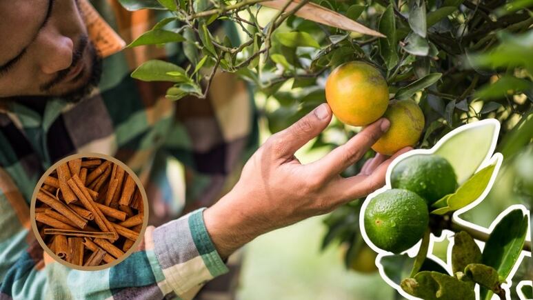 limonero frutos