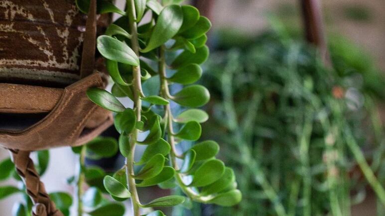 Así debes cuidar tu árbol de jade colgante en invierno para evitar que se pudra