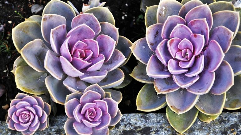 Plantas: ¿Cómo hacer un eficaz sustrato para suculentas gigantes?