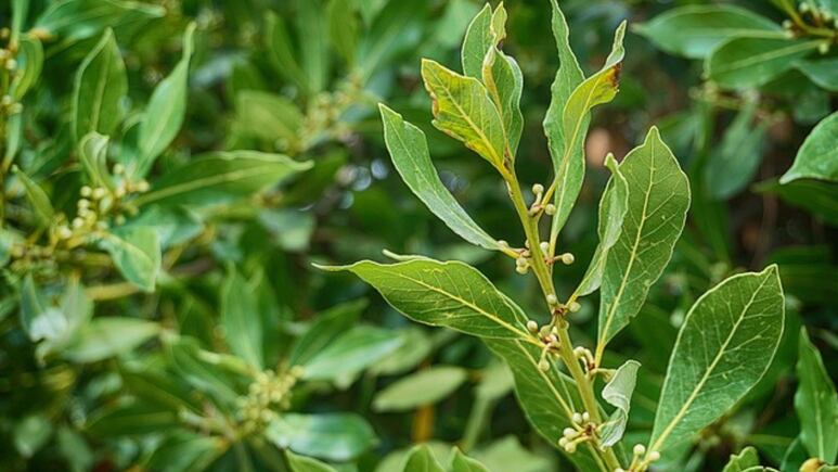 Feng Shui: ¿Dónde colocar el laurel en la recámara atraer la abundancia y el éxito laboral?