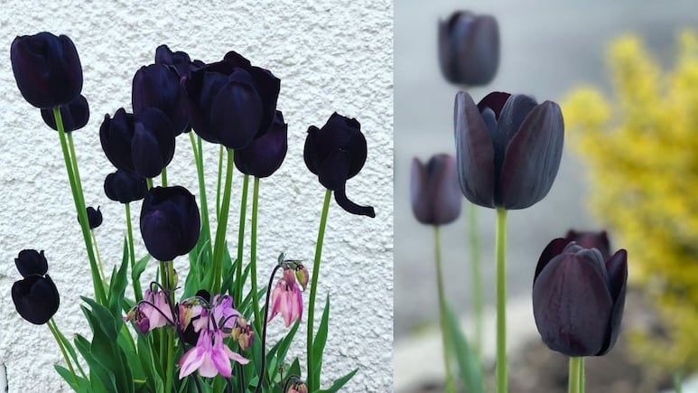 Tulipán negro: la flor más elegante y fácil de cuidar