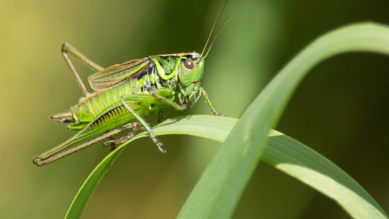 Saltamontes verde sobre hoja iluminada simbolizando cambio espiritual